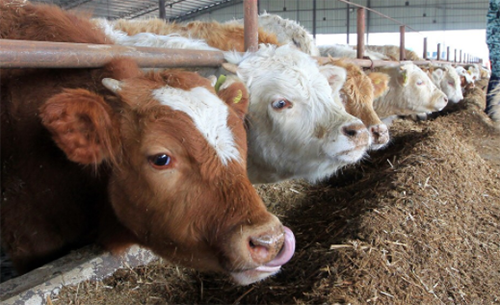 现在养牛行情好,农村养牛需要哪些条件?怎样才能养好